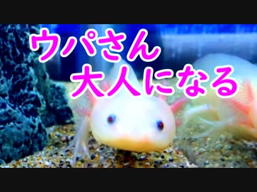 【うぱさん観察日記】#5 水槽の砂利を全撤去する