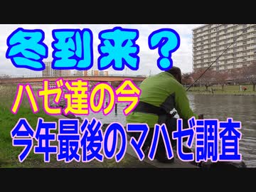 釣り動画ロマンを求めて 番外編（今、ハゼ達は？今年最後のマハゼ調査）