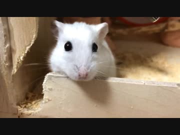 【ハムスター】もちもちがもぞもぞするだけ