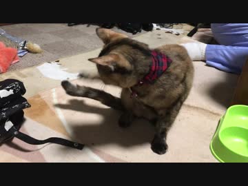 自分のしっぽを攻撃する猫