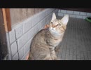 仔猫と生活#40「お散歩練習その３」