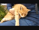 野良猫を膝の上から下ろそうとしたら「下ろさないでーー」と懇願してきた