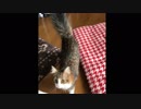 呼んだらすぐに来てくれる猫