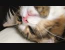 猫(ももこ)に足蹴にされる猫(さくら)