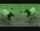 YOUKAI 900 ZONE