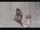 猿のサツマイモ争奪戦！(かみね動物園)