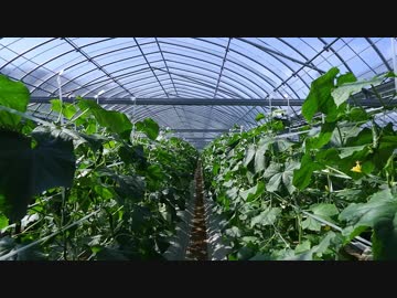 きゅうり栽培実況vol.61   H30秋⑩11月に突入！光の確保に努める。