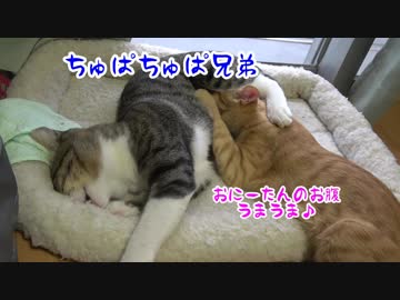 Wちゅぱちゅぱ兄弟猫