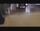 仔猫と生活#43「タタルVSカメムシ」