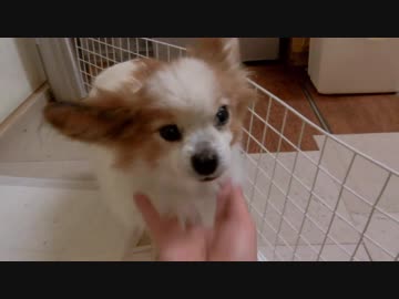 モフモフもこもこなワンコ（パピヨン）2