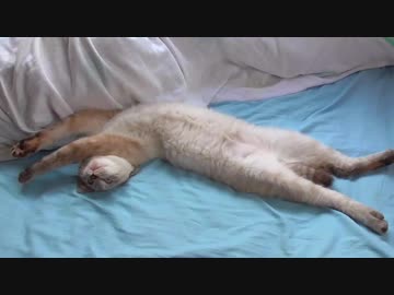 ダラ〜ンとへそ天で眠る子猫に肉球マッサージを食らわしまくる