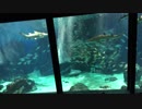 イワシの餌やり【マリンワールド海の中道】