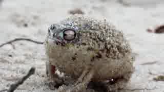 人気の A Very Angry Frog 動画 30本 ニコニコ動画