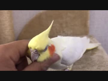オカメインコ、マッサージでウットリ〜