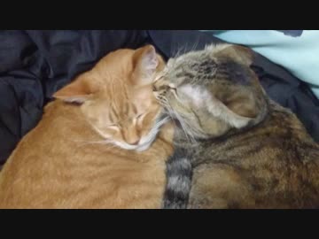 拾いねこ＠生後2340/2307日目　今日もラブラブ。