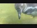 ふるるの水泳大会【フンボルトペンギン】