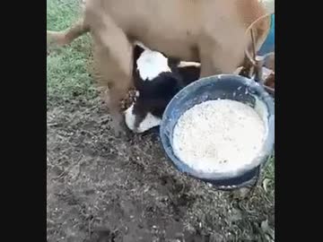 仔牛にイかされる犬