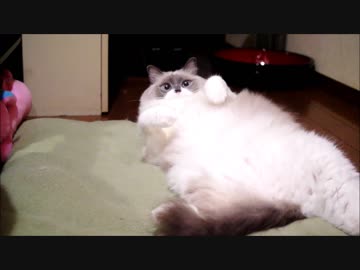 ネコタマアングル（ω）