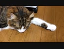 寝ながら鼻をスピスピさせる猫