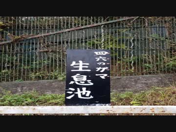 よんぺけさんと遊びに行こう！第五話『夢の国ガマランド』