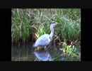 【音楽と動物】石神井公園に住まう生き物たち