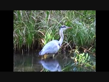 【音楽と動物】石神井公園に住まう生き物たち
