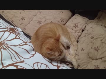 拾いねこ＠生後2341/2308日目　なぜか今日はひとりになりたがるアコさん