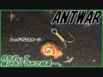 アクアリウムで育てた貝を釣って、アリにあげてみた。