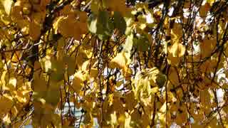 Golden Yellow Leafed Tree　西川輝寿