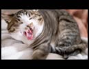 「キリトリセン」を歌いました