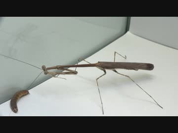 [閲覧注意］再編集 クビナガカマキリ(成虫♂)にミルワームを与えてみた。(Euchomenella sp.)