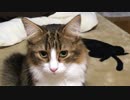 名前を呼ばれてしぶしぶ寄ってくる猫