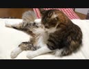 猫のセクシーポーズ