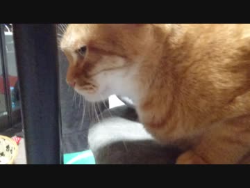 拾いねこ＠生後2342/2309日目　帰宅直後のパパ愛してるモードアコツキ