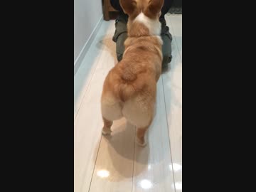 コーギーさんの小さな尾っぽ