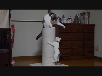 子猫だって乗りたい爪とぎポール