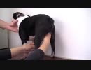 犬の採精