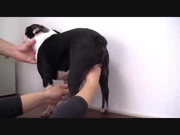 犬の採精