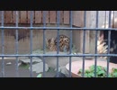 かたまるサーバルちゃん