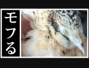 うずらを片手でモフるだけ