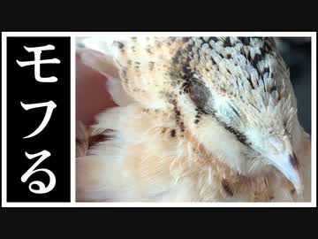 うずらを片手でモフるだけ