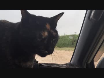 日本縦断中のあずき