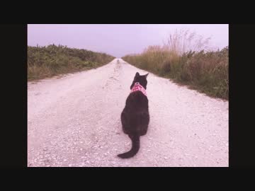 旅猫あずき、白い貝殻の道を行く
