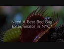 Certified OCP Bed Bug Exterminator in NYC