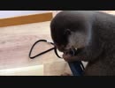 カワウソがスマホケースを愛でる動画