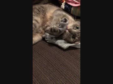 戯れる猫