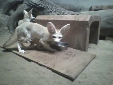 のんほいパークのリアン君とアミちゃんと2匹の赤ちゃん　2018年12月8日　9時7分頃