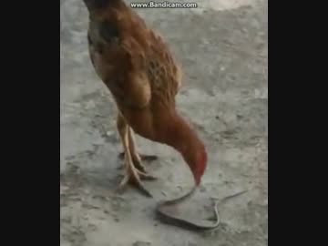 ニワトリがヘビをチュルチュル吸う