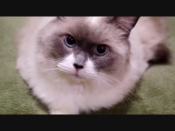 たぬこラーメンタイマー