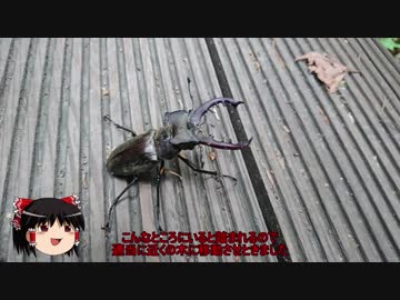 【ゆっくり車載】子連れライダーの旅行記【NM4-02】その１１